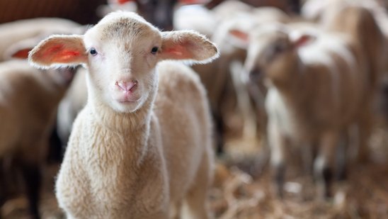 Lamm in Schafherde , es blickt in die Kamera