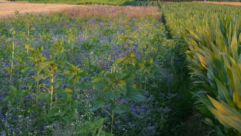 Blick auf eine große Ebene mit unterschiedlichsten Anbauflächen