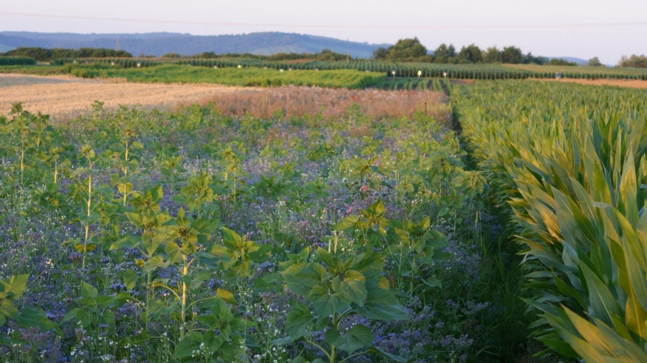 Blick auf eine große Ebene mit unterschiedlichsten Anbauflächen