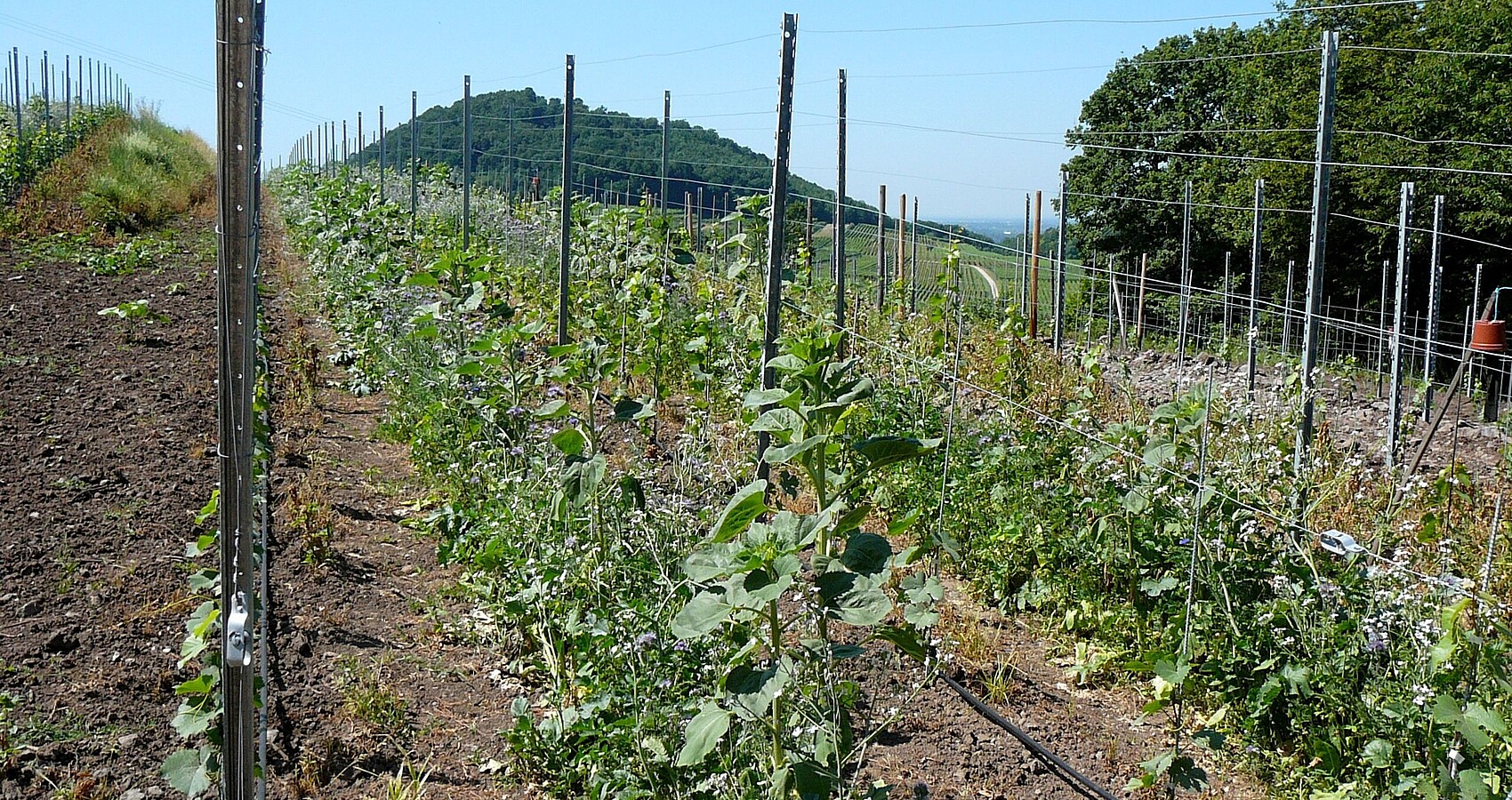 Blick auf einen Weinberg mit Neuanpflanzungen