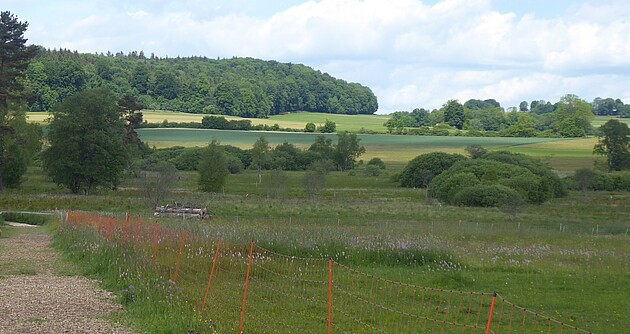 Bild zeigt das Schopflocher Moor mit Weidenbüschen