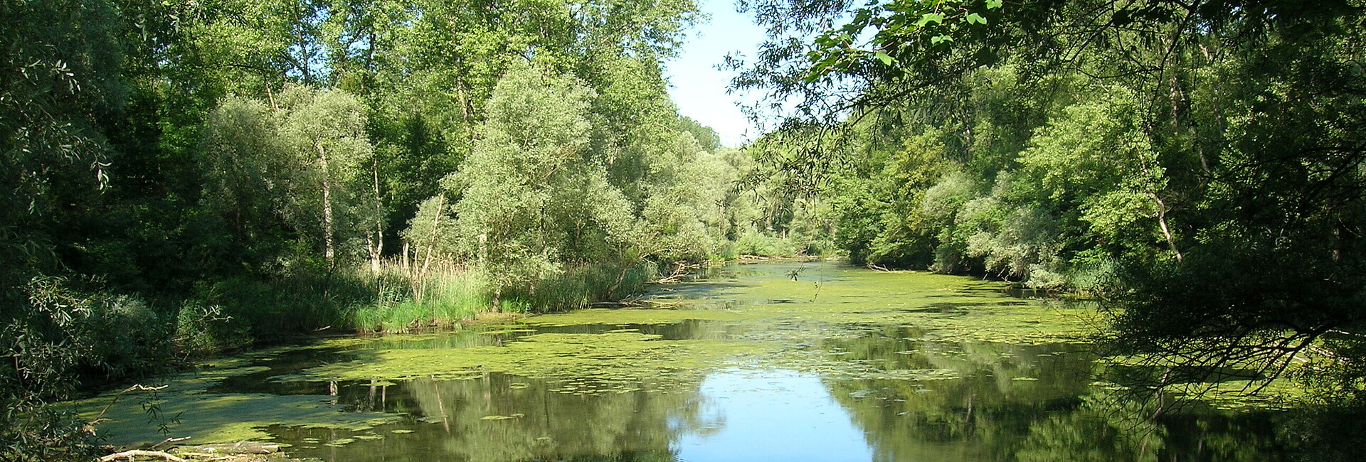 Altrheinarm bei Dettenheim-Rußheim mit Auenvegetation