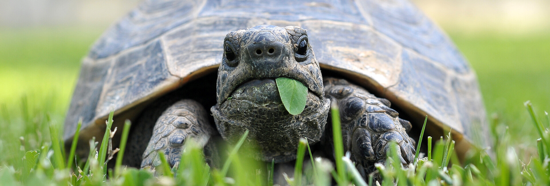 Griechische Landschildkröte von vorne