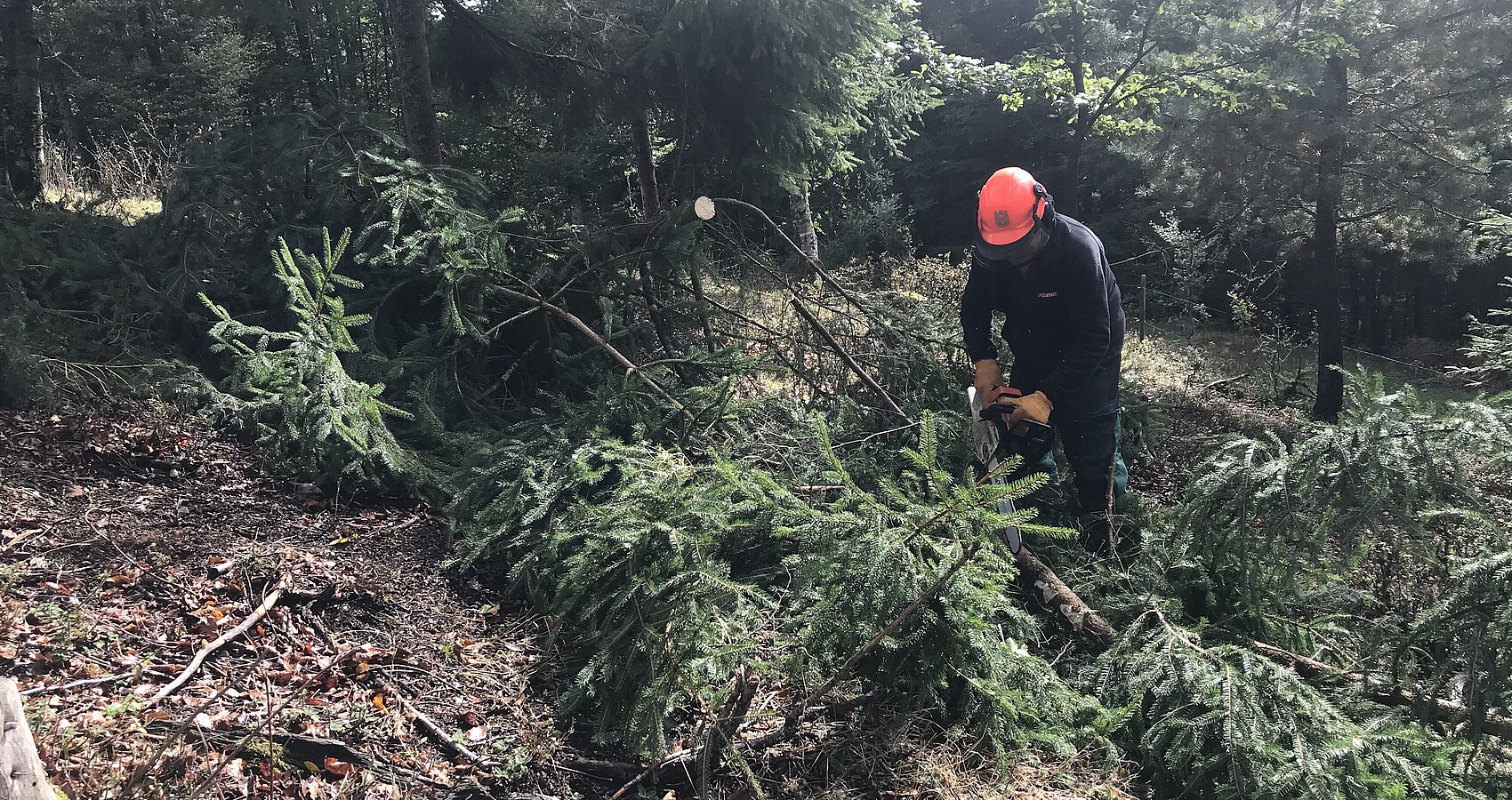 Freiwilliger Helfer bei der Waldarbeit