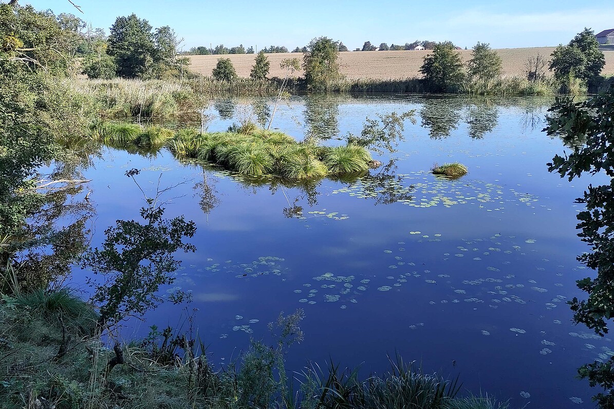 Die Glänzende Seerose in ihrem Lebensraum im Hammerweiher