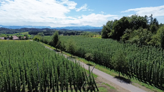 Hopfenfelder beim Gebäude Langacker 1, 88285 Bodnegg