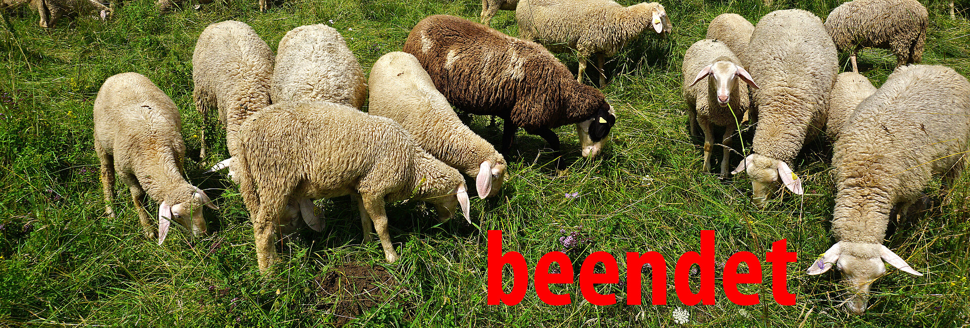 Schafherde weidend auf einer grünen saftigen Wiese auf der Schwäbischen Alb - mit roter Schrift beendet