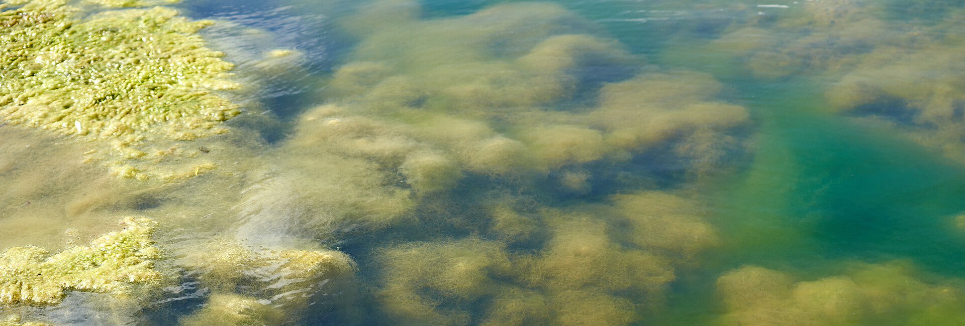 Man blickt in ein Gewässer und sieht im Untergrund grüne Algen, ebenso auf der Wasseroberfläche