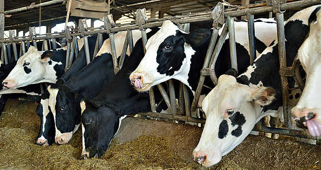 Milchkühe im Stall beim Fressen