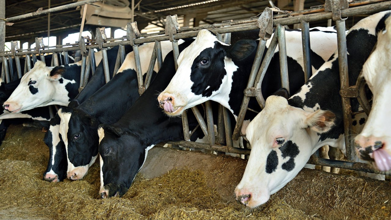 Milchkühe im Stall beim Fressen