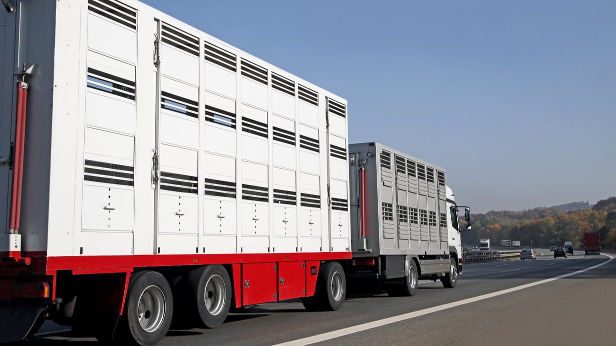 Viehtransporter auf Straße