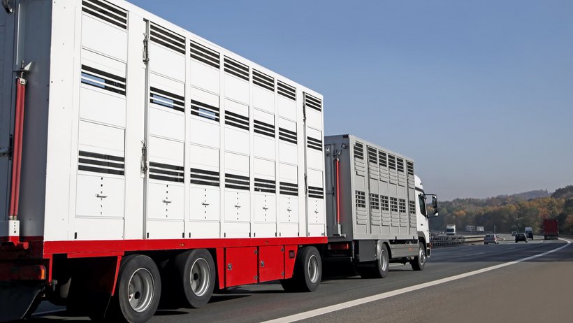 Viehtransporter auf Straße