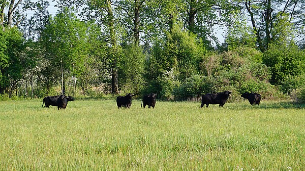 Sechs Wasserbüffel im Naturschutzgebiet Bruchgraben