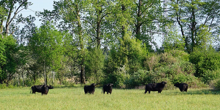 Sechs Wasserbüffel im Naturschutzgebiet Bruchgraben