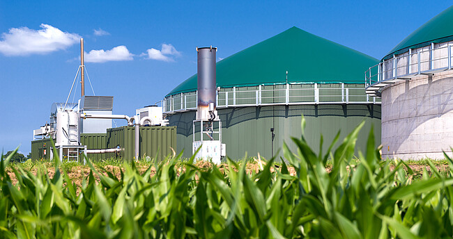 Biogansanlage, im Vordergrund ein Maisfeld