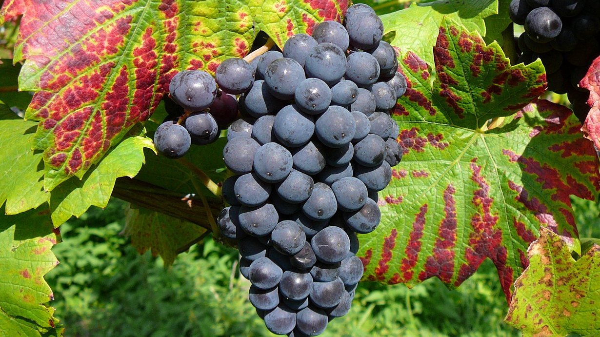 Spätburgundertraube