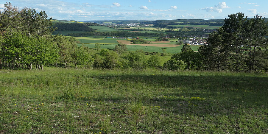 Lückiger, schafbeweideter Kalk-Magerrasen am südlichen Oberhang der „Limbachsleite“ mit herrlichem Ausblick ins Taubertal. Lückiger, schafbeweideter Kalk-Magerrasen am südlichen Oberhang der „Limbachsleite“ mit herrlichem Ausblick ins Taubertal