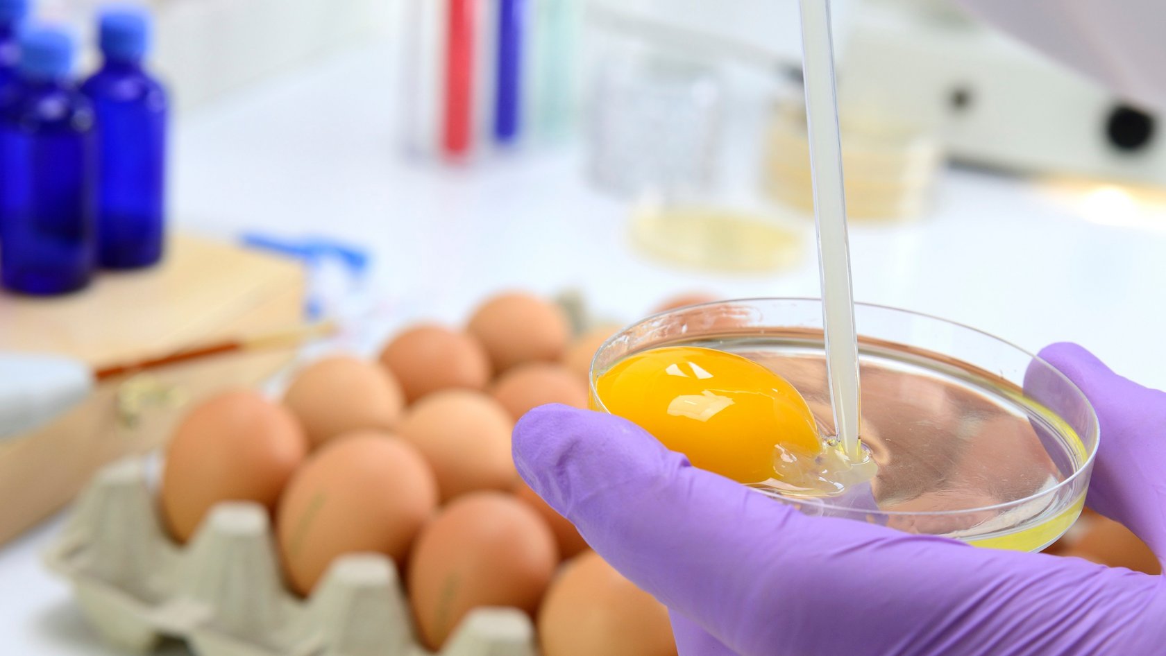 Eine lila behandschuhte Hand macht einen Test mit Eiweiß, im Hintergund sieht man lose Eier 