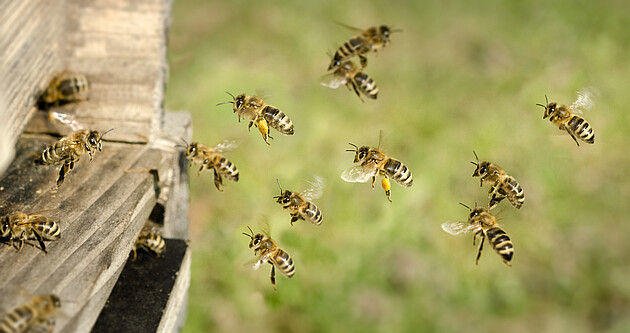Bienen fliegen vor dem Eingang in den Bienenstock hin und her.