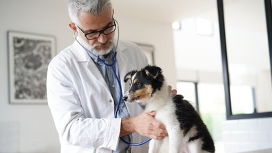 Bild zeigt einen Tierarzt mit einem Hund