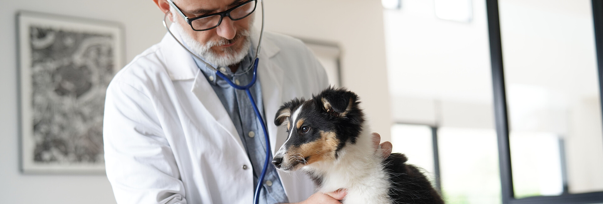 Bild zeigt einen Tierarzt mit einem Hund