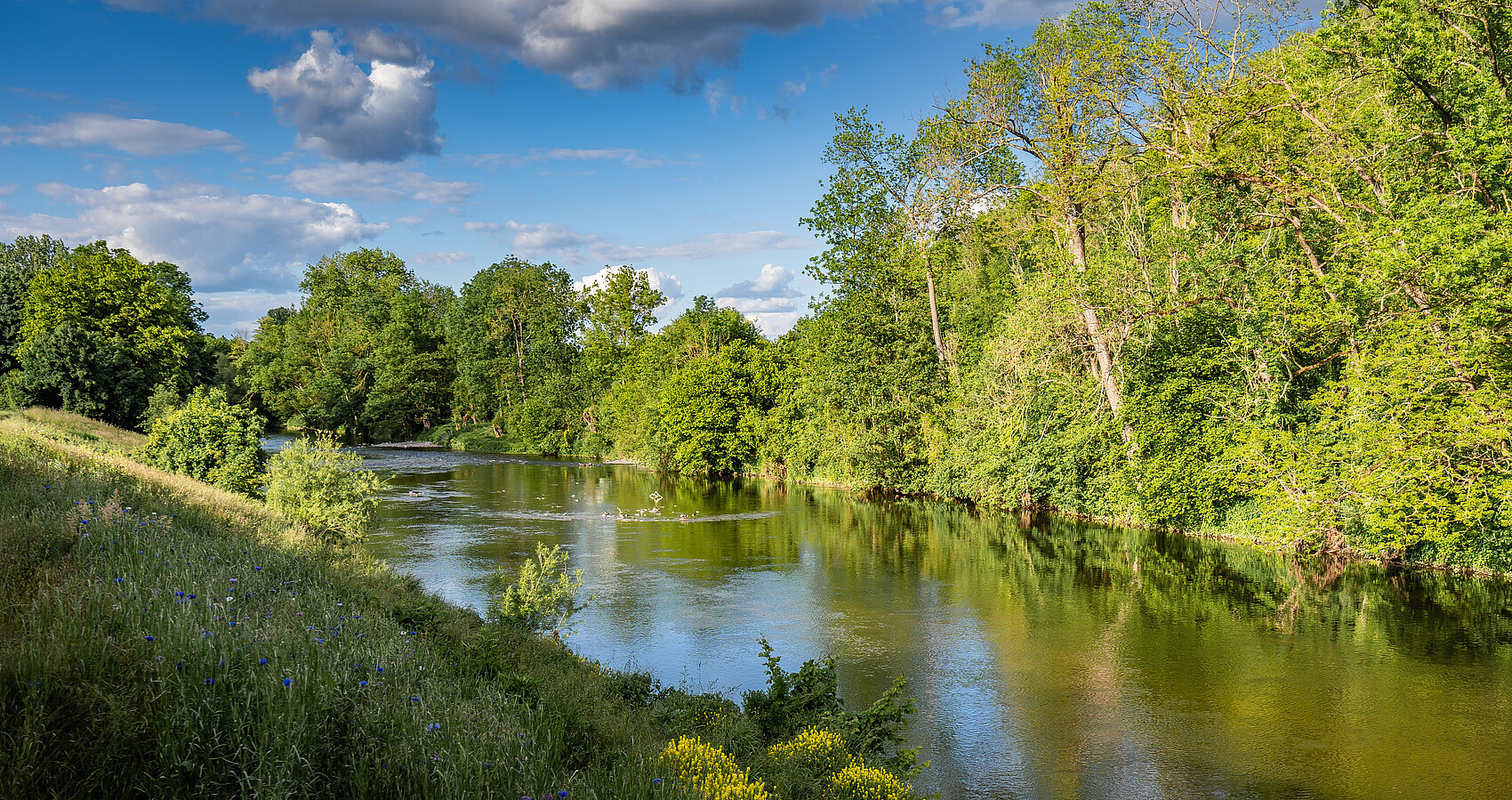 Flusslandschaft mit Bäumen und Wiesen