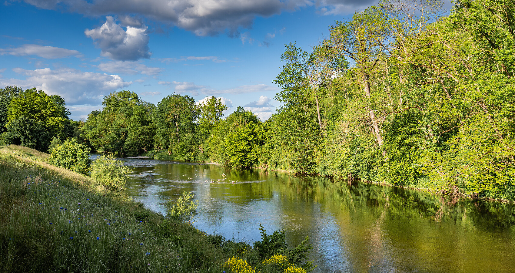 Flusslandschaft mit Bäumen und Wiesen