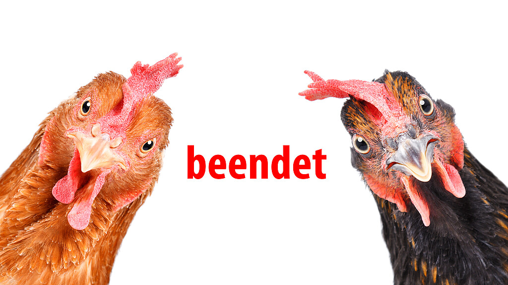 Zwei Hühner schauen Sie an Zwei Hühner - ein hellbraunes Huhn in der linken Ecke und ein dunkelbraunes Huhn in der rechten Ecke - mit rotem Text beendet