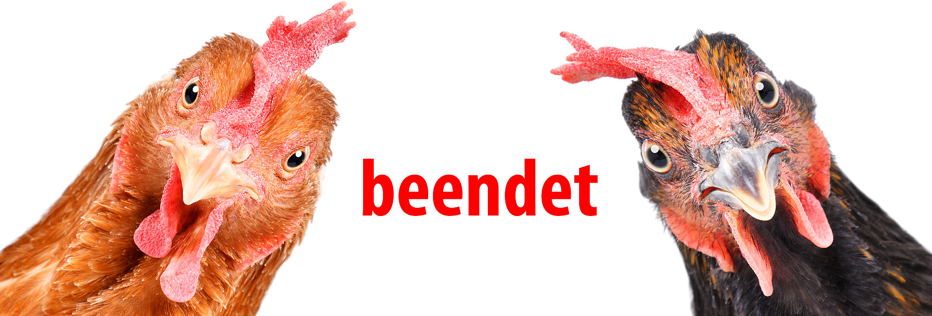 Zwei Hühner - ein hellbraunes Huhn in der linken Ecke und ein dunkelbraunes Huhn in der rechten Ecke - mit rotem Text beendet