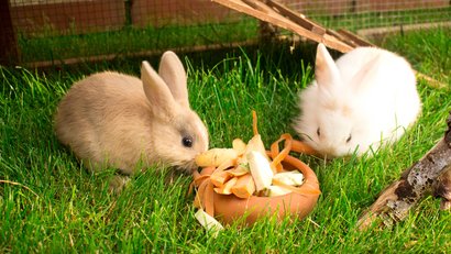Zwei Zwerkkaninchen sitzen auf Rasen und vor einem kleinen Trog und fressen Karotten