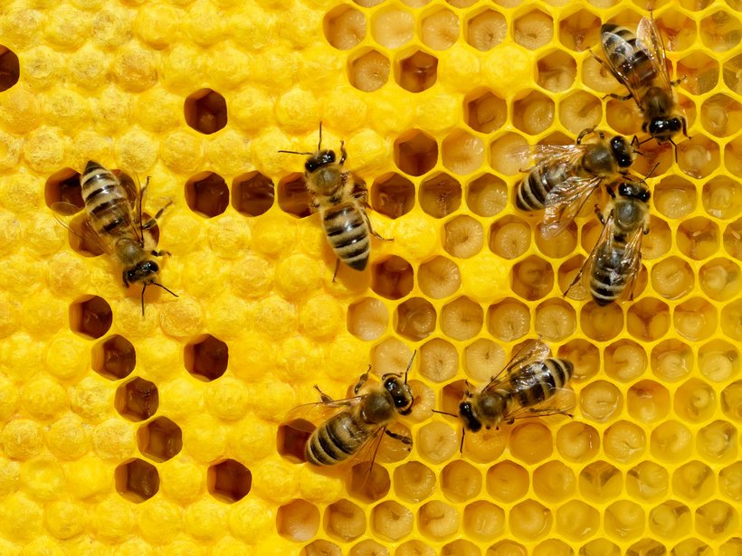 Bienen krabbeln in einer Wabe, die Hälfte der Zellen sind mit Honig gefüllt. 