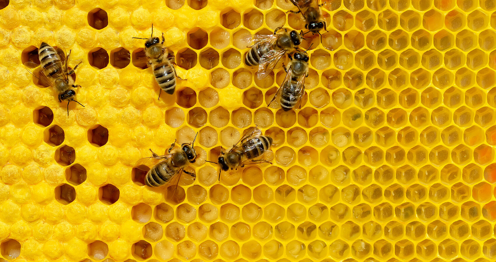 Bienen krabbeln in einer Wabe, die Hälfte der Zellen sind mit Honig gefüllt. 