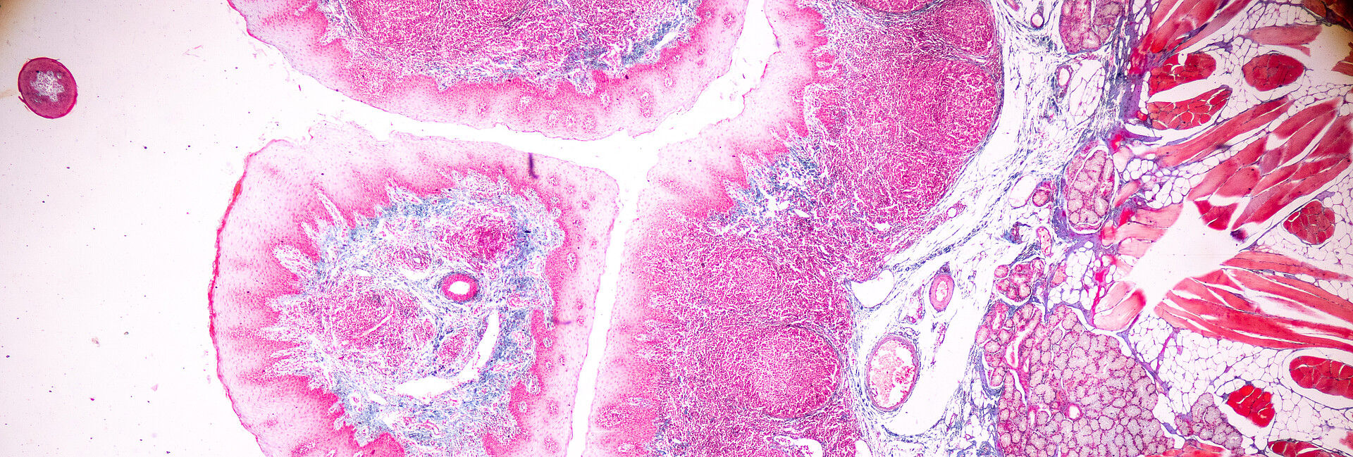 Menschliches Gewebe unter dem Mikroskop