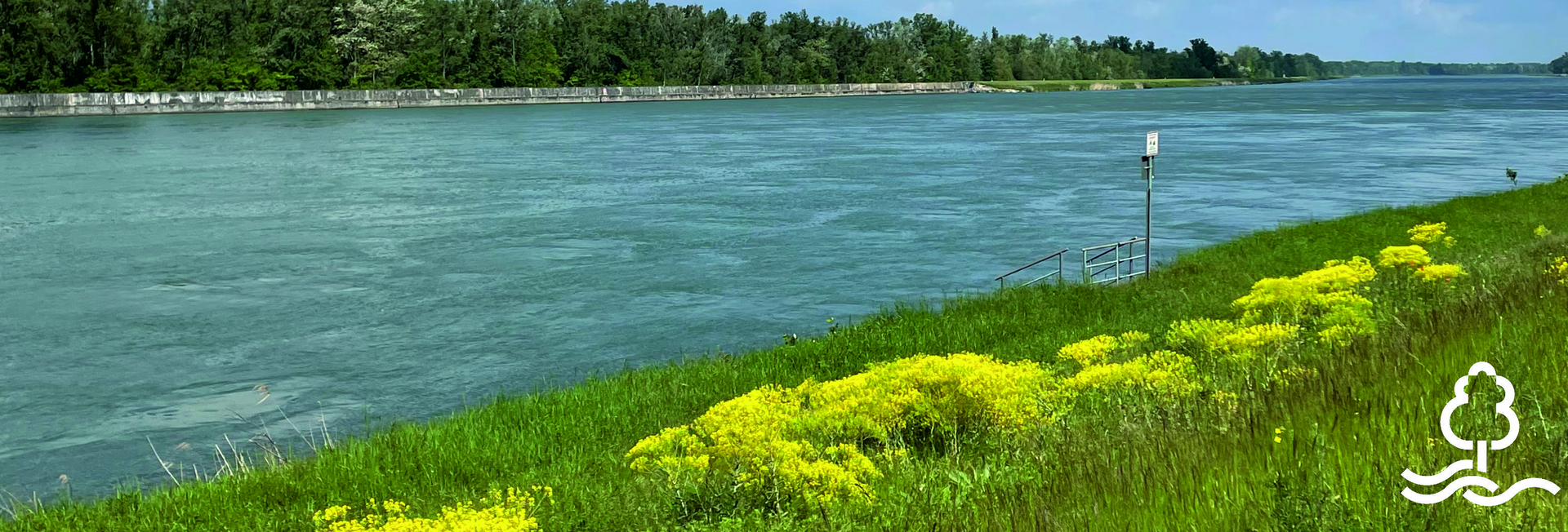 Rhein mit Auenlandschaft