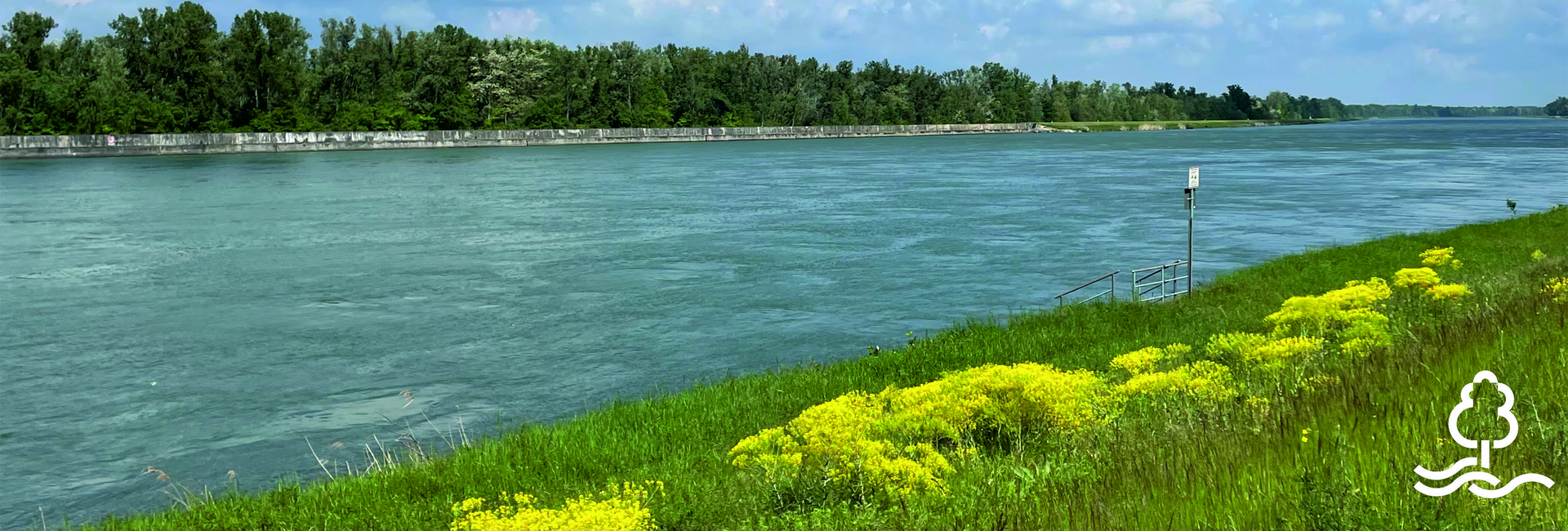 Rhein mit Auenlandschaft