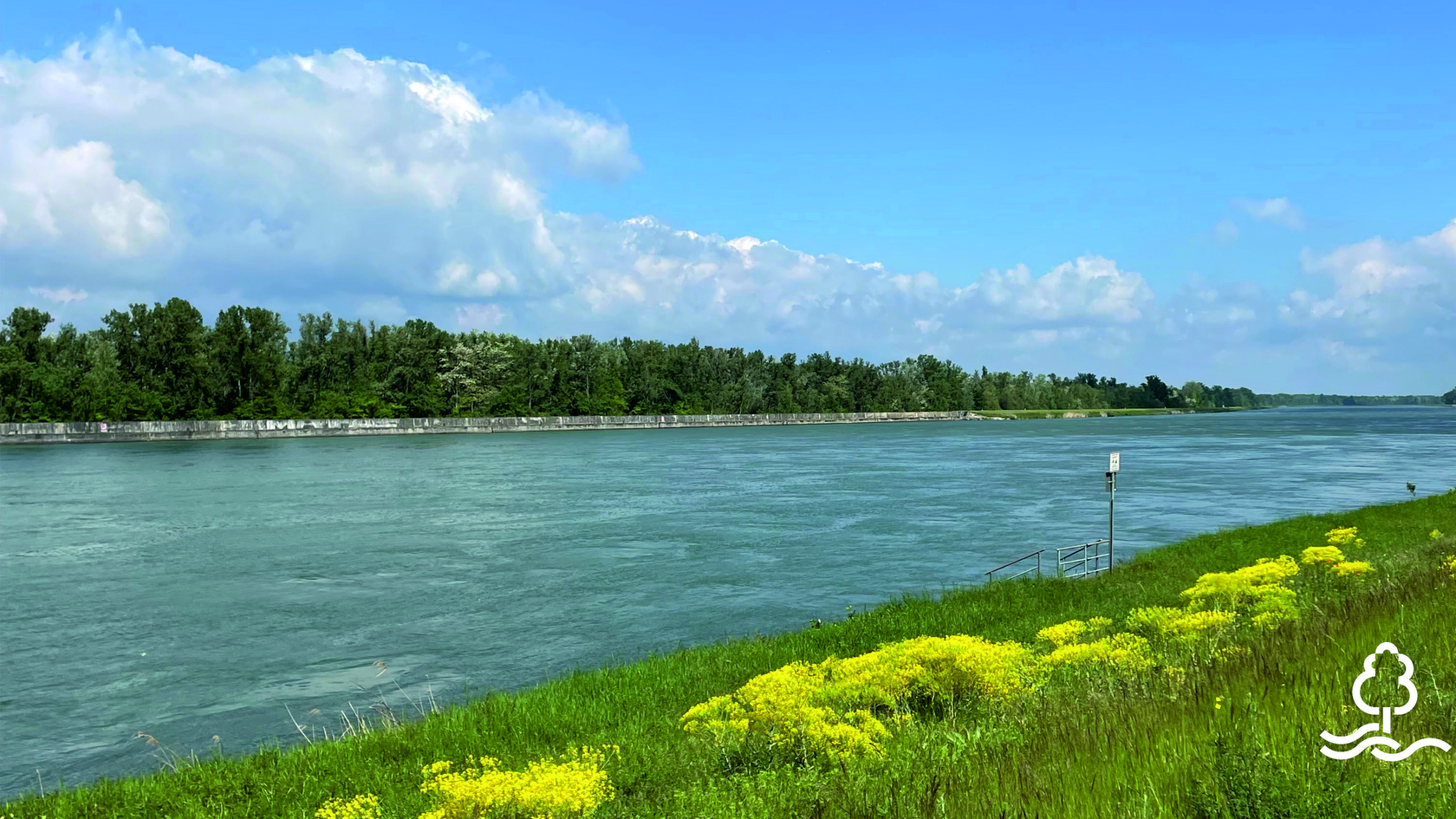 Rhein mit Auenlandschaft