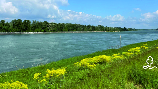 Rhein mit Auenlandschaft