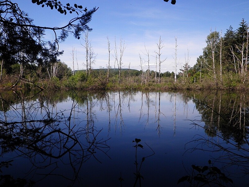Lebensraumtyp Natürliche nährstoffreiche Seen [3140] im Naturschutzgebiet „Zollhausried“