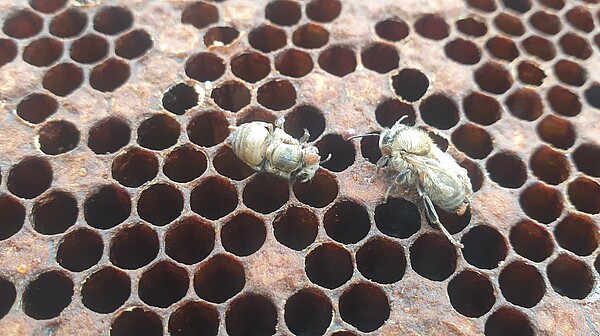 Varrose im fortgeschrittenen Stadium: brauner Wabenausschnitt mit geschlossenen und geöffneten Brutzellen. Darauf befinden sich zwei frisch geschlüpfte, jedoch etwas verkrüppelte Bienen ohne Flügel. Mehrere Varroamilben sitzen auf diesen Bienen.