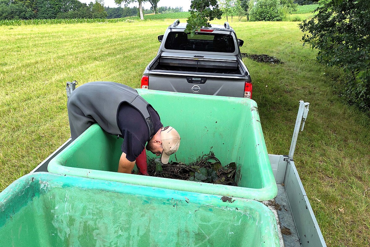 In Handarbeit wurden die Seerosen geborgen, in große Wannen verstaut und in die Wilhelma transportiert