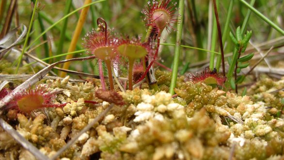 Exemplare des Sonentaus auf Torfmoosen
