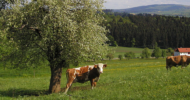 Kuh auf Wiese unter Obstbaum
