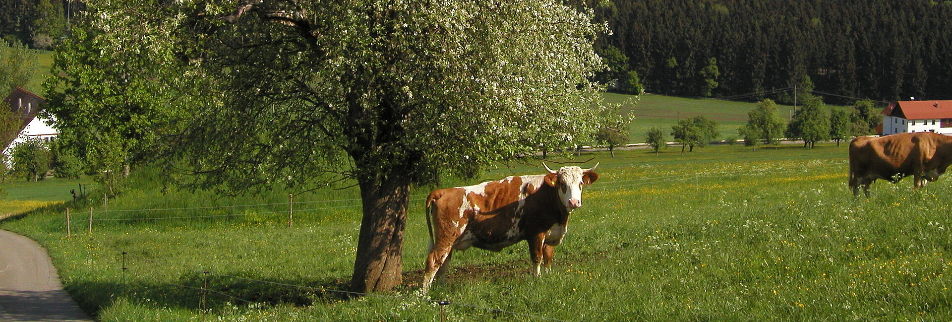 Kuh auf Wiese unter Obstbaum
