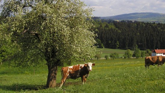 Blühender Birnbaum auf einer Kuhweide