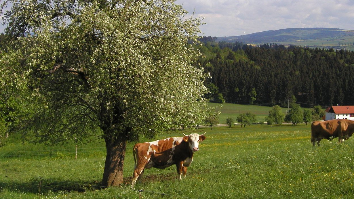 Blühender Birnbaum auf einer Kuhweide