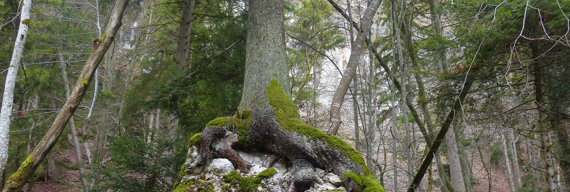 Blick auf den Fichten-Blockwald im Naturschutzgebiet Untereck