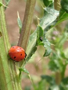 Siebenpunkt-Marienkäfer am Stängel einer Ackerkratzdistel