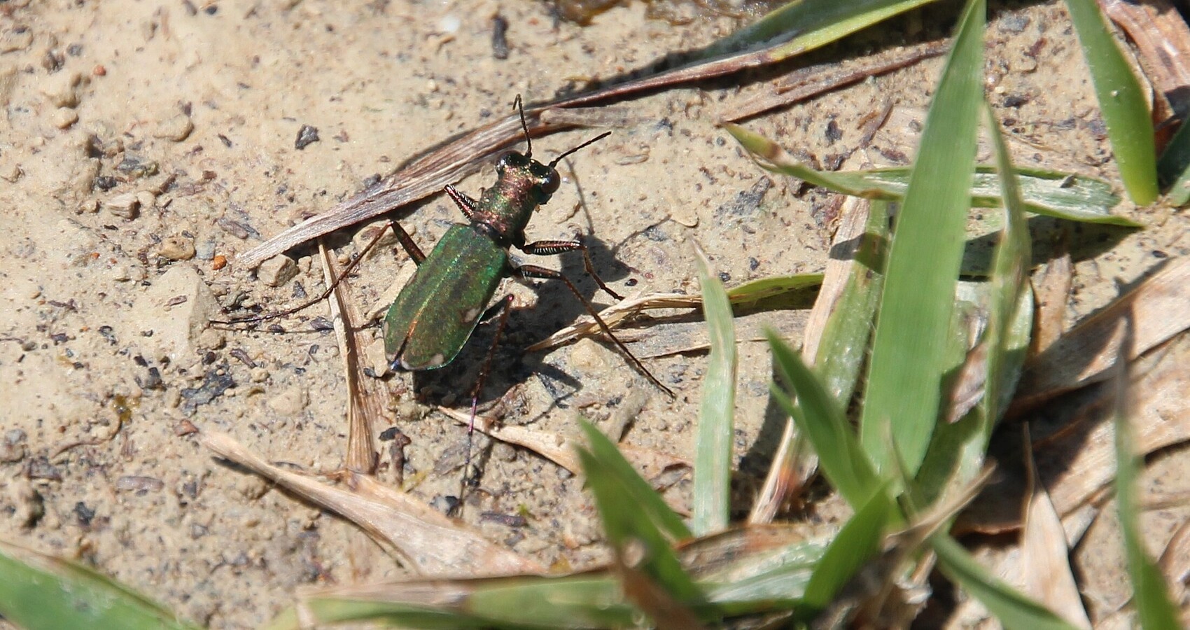 Ein grüner Käfer grabbelt auf dem Boden zwischen Gräsern