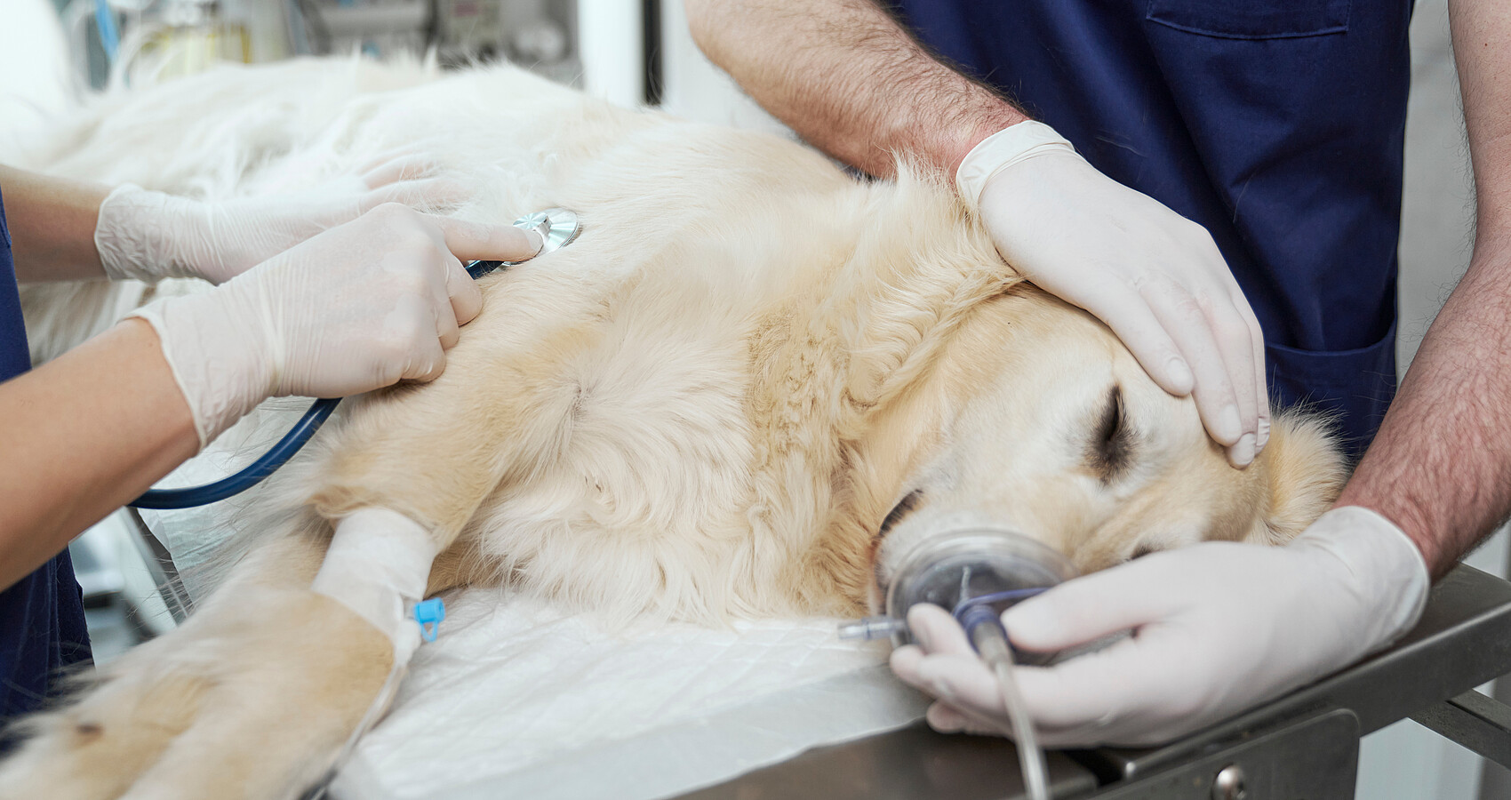 Ein Hund liegt in Narkose, eine Hand streichelt beruhigend seinen Körper.