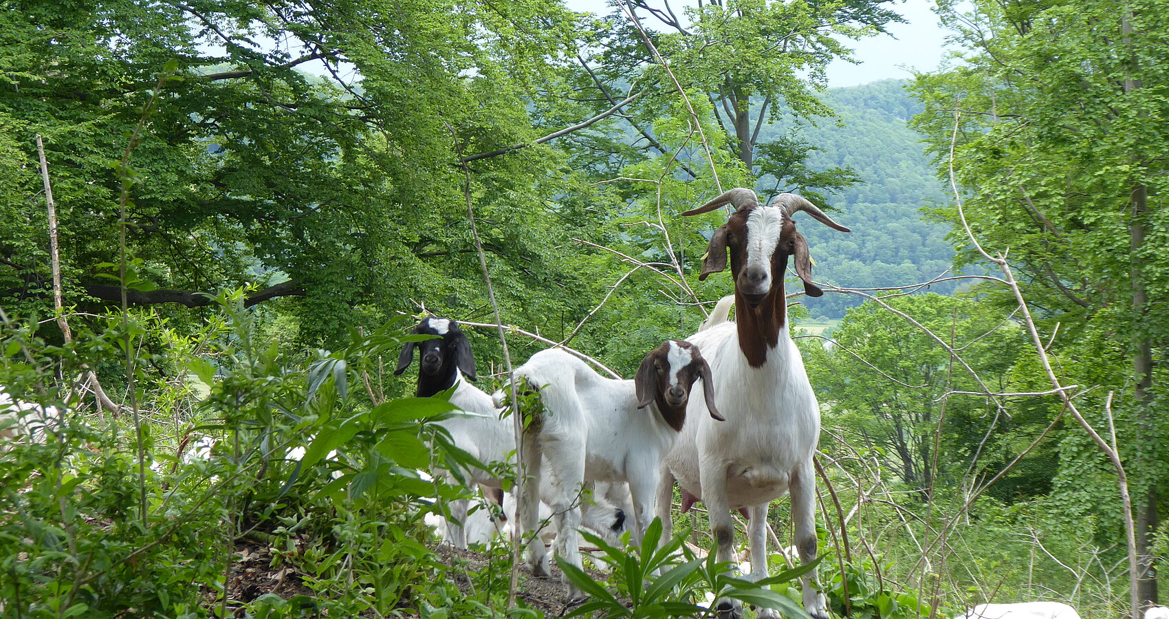Bild zeigt zwei Ziegen in einem Wald